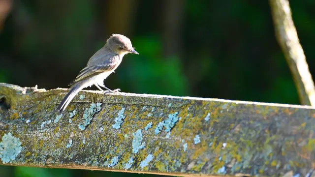 Eastern Phoebe
