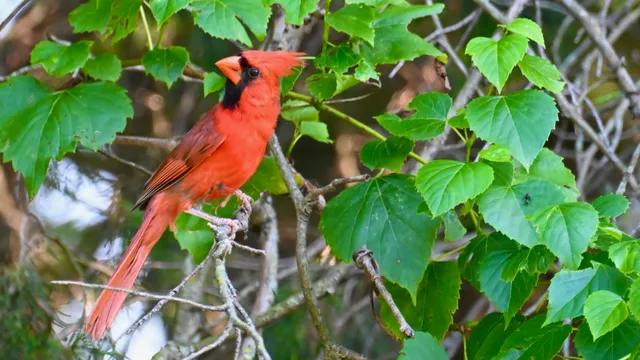 Northern Cardinal