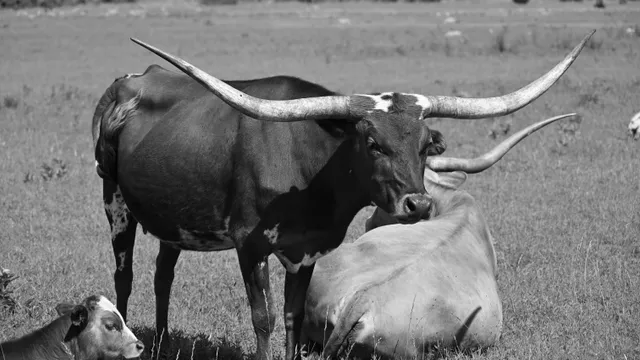 Texas Longhorn