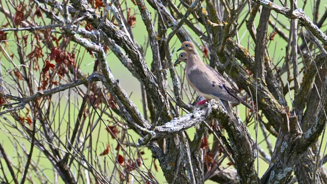 Mourning Dove