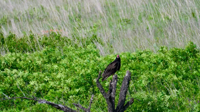 Blackbird (sp.)