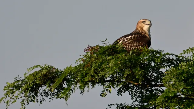 Red-tailed Hawk