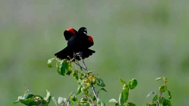 Red-winged Blackbird