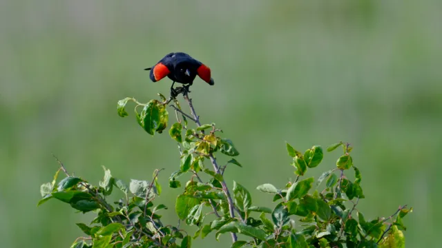 Red-winged Blackbird