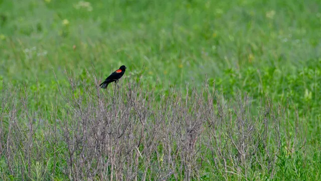 Red-winged Blackbird