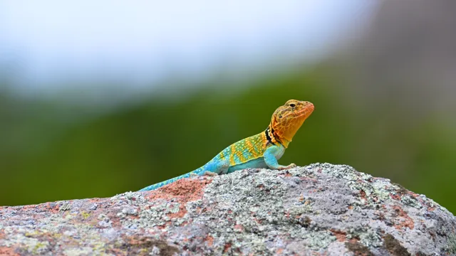 Eastern Collared Lizard