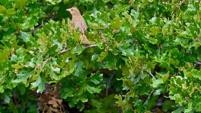 Summer Tanager (female)