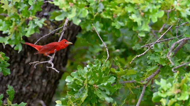 Summer Tanager