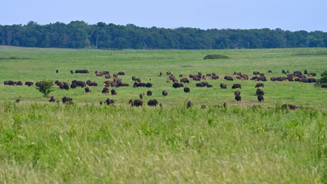 American Bison