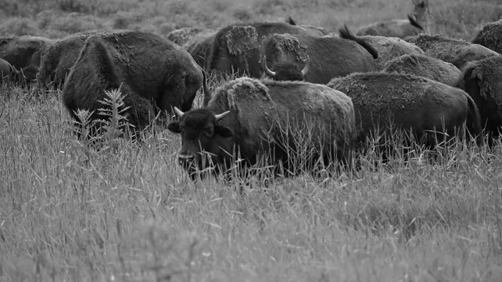 Bison cover