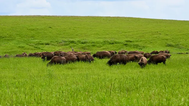 American Bison