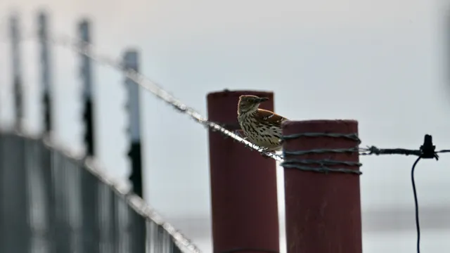 Lark Sparrow