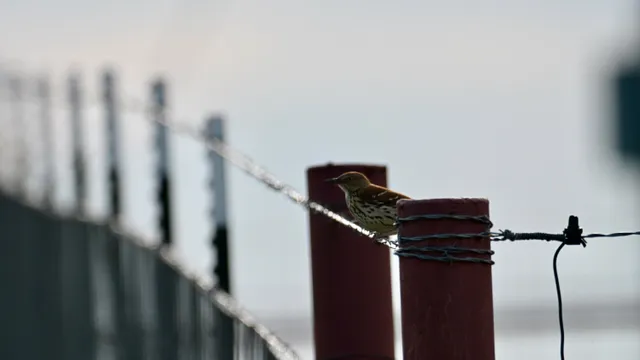 Lark Sparrow