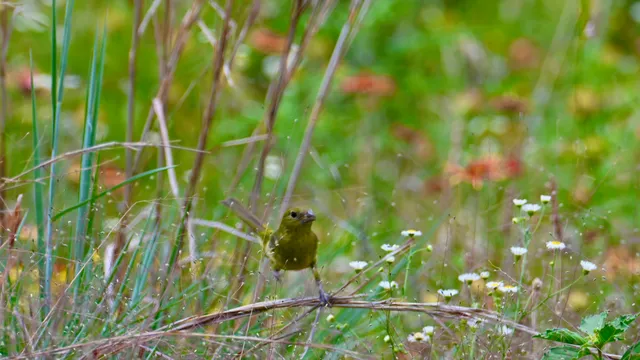 Dickcissel