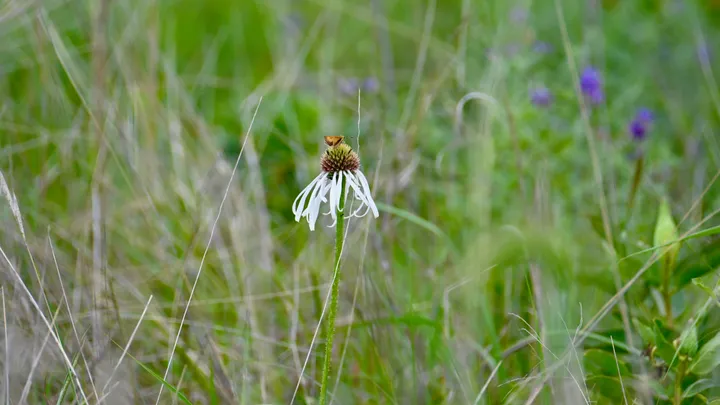 Wildflowers gallery cover
