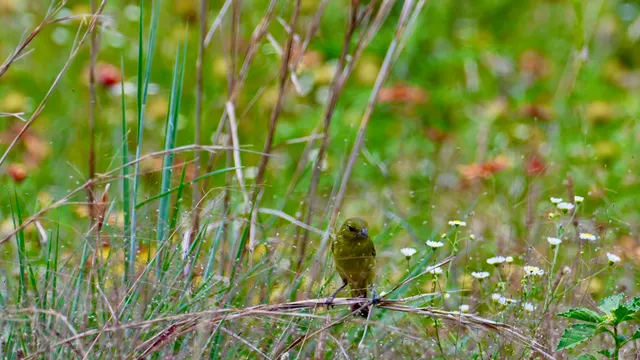 Dickcissel