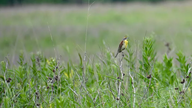 Dickcissel