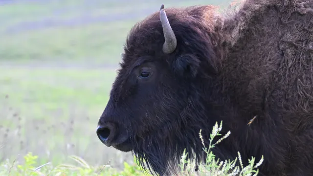 American Bison