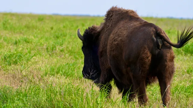 American Bison
