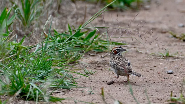 Lark Sparrow