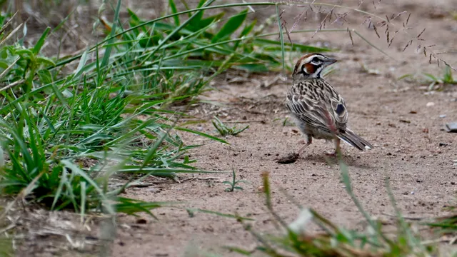 Lark Sparrow