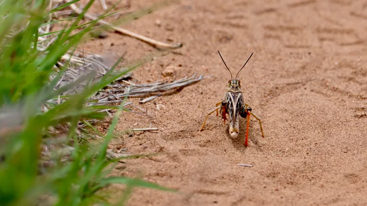 Insects cover