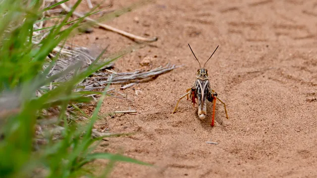 Grasshopper