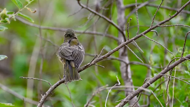 Sparrow (sp.)