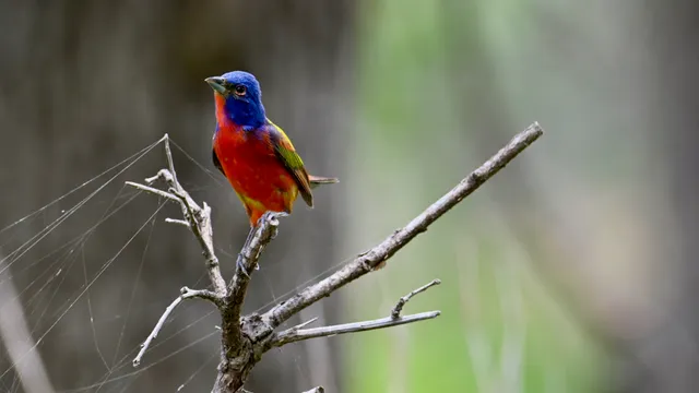 Painted Bunting
