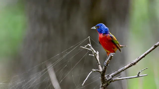Painted Bunting