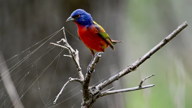 Painted Bunting