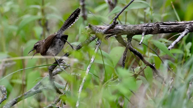 Carolina Wren