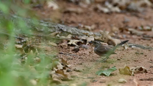 Carolina Wren