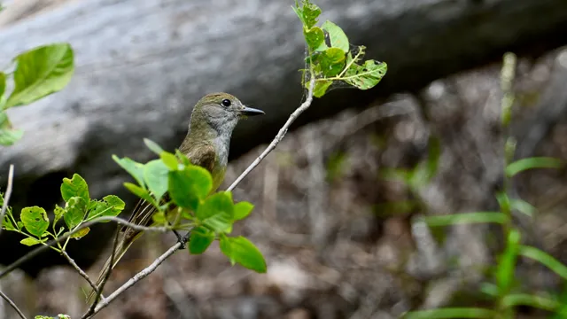 Painted Bunting (female)