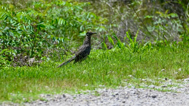 Greater Roadrunner