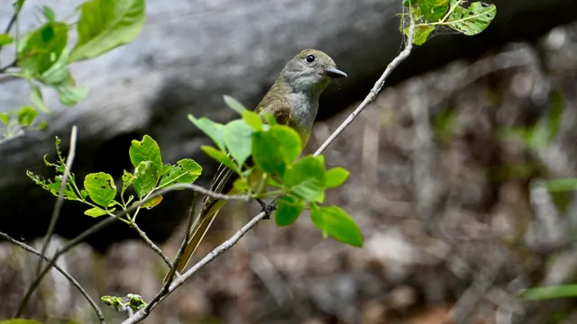 Painted Bunting (female)