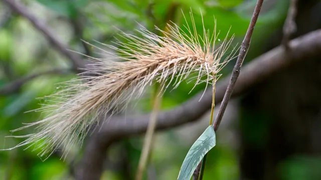 Prairie Grass