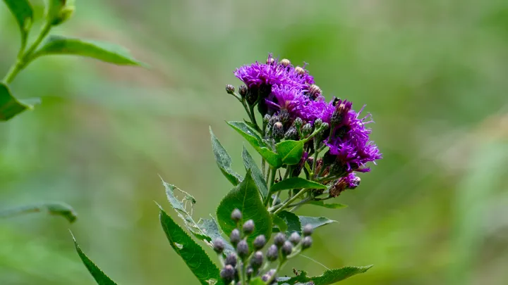Wildflowers gallery cover