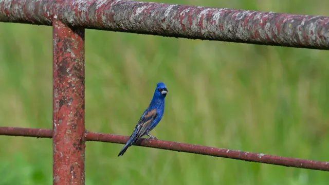 Blue Grosbeak