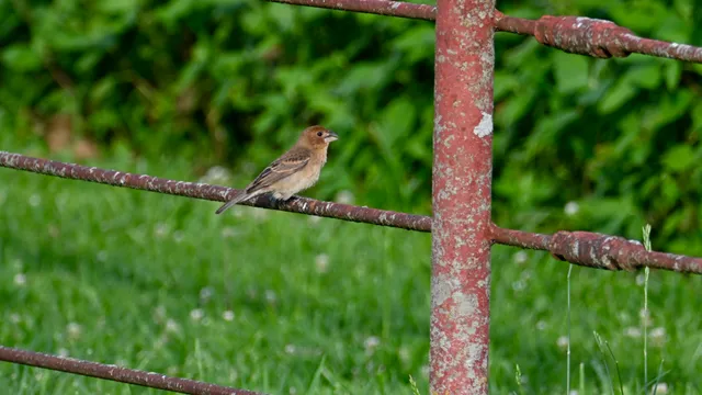 Sparrow (sp.)