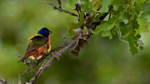 Painted Bunting