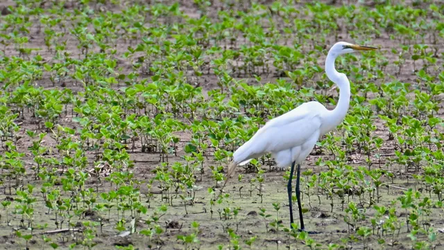 Great Egret