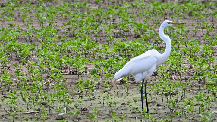 Waterbirds & Wading Birds cover