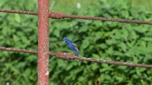 Blue Grosbeak