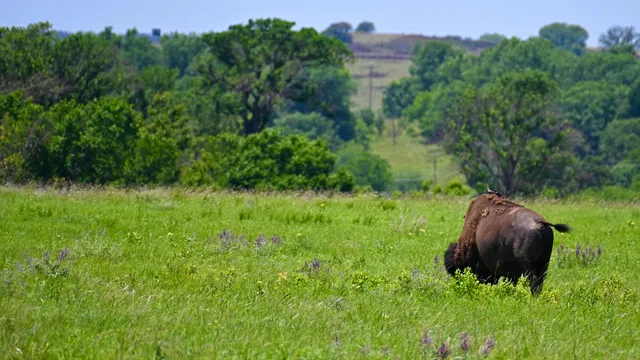 American Bison