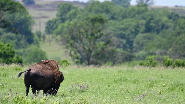 American Bison