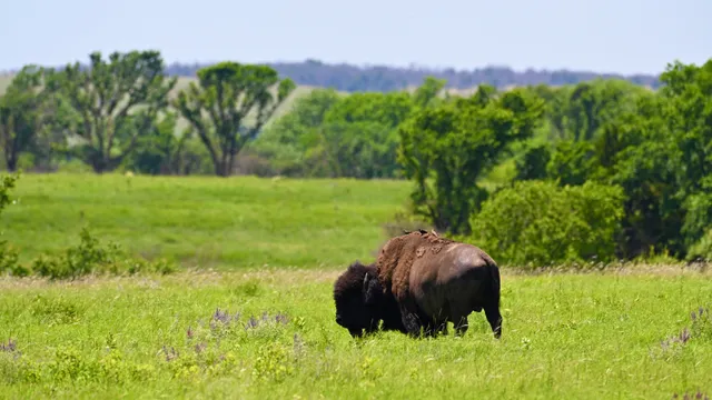 American Bison