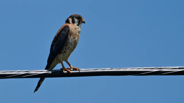 American Kestrel
