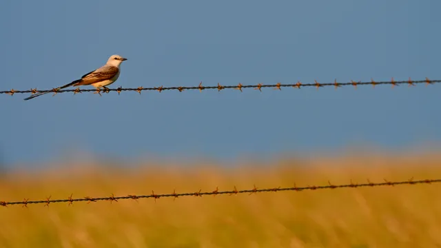 Scissor-tailed Flycatcher