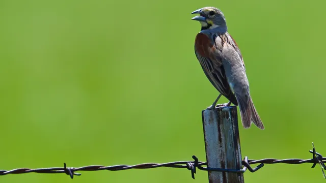 Dickcissel